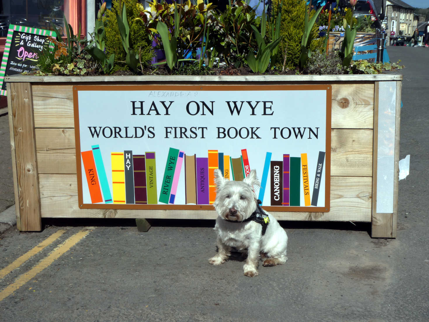 poppy the westie in book town