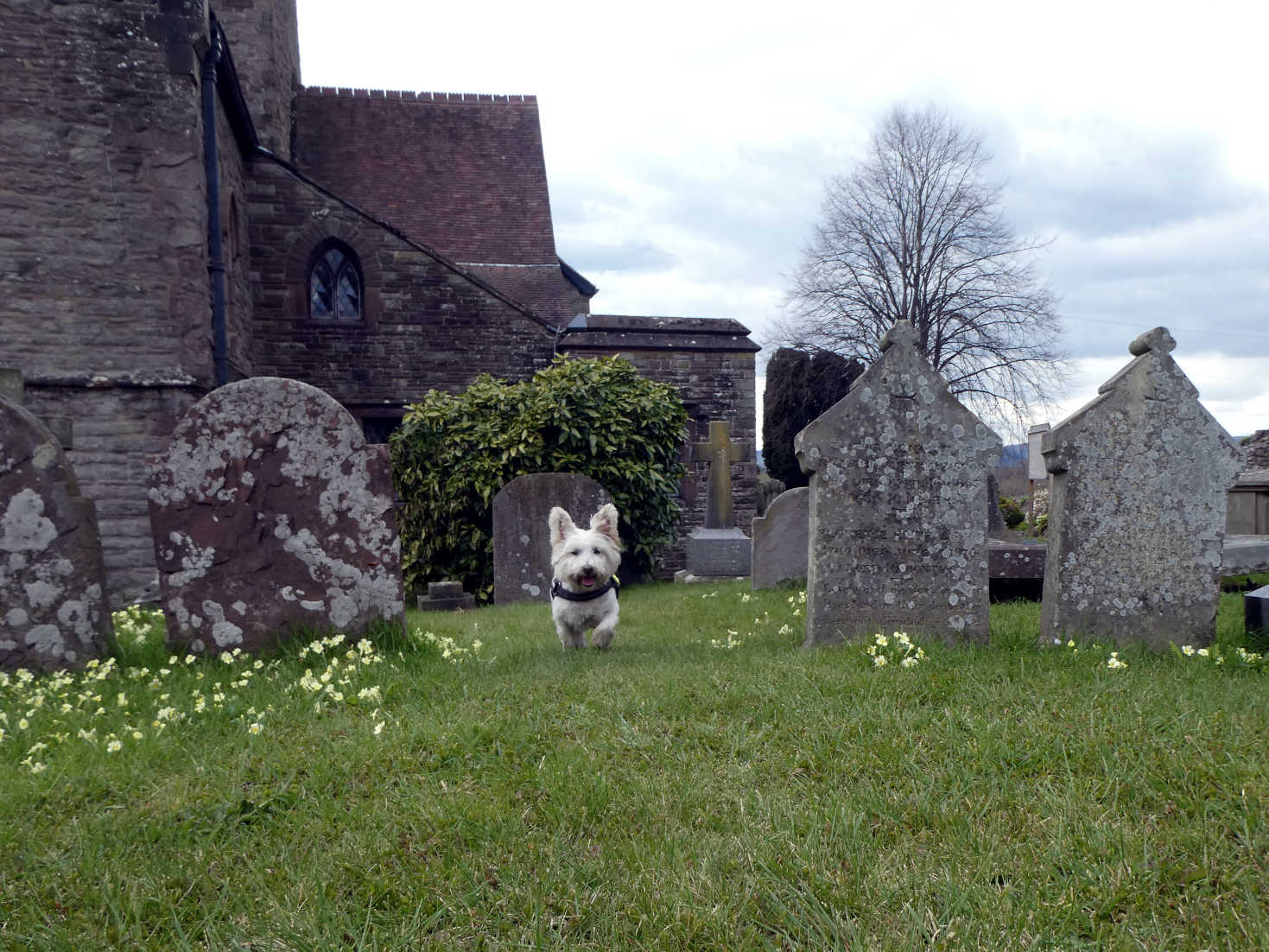 poppy the westie in crickhowell graveyard