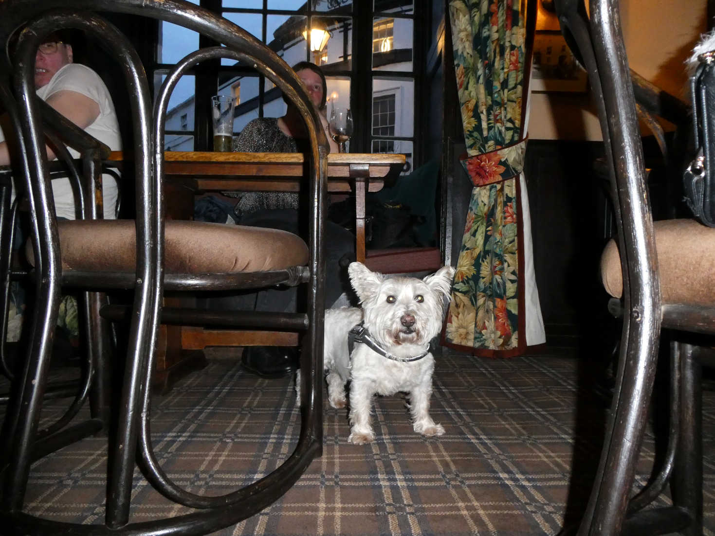 poppy the westie in the bear crickhowell