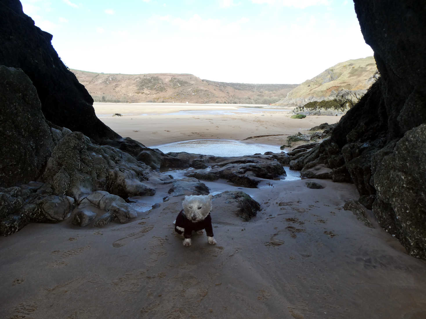 poppy the westie in the wind tunnel 3 cliffs