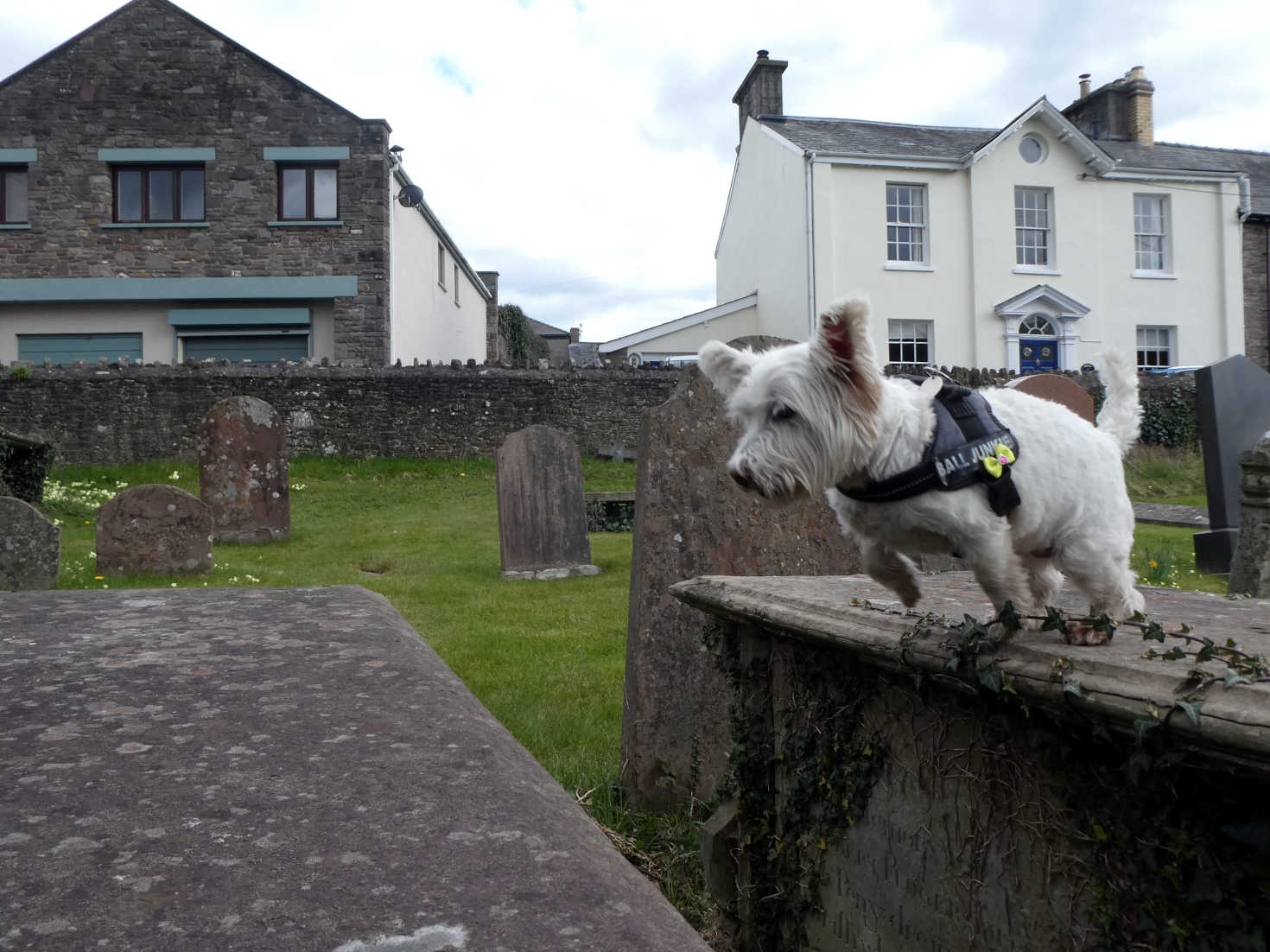 poppy the westie jumping graves at crickhowell