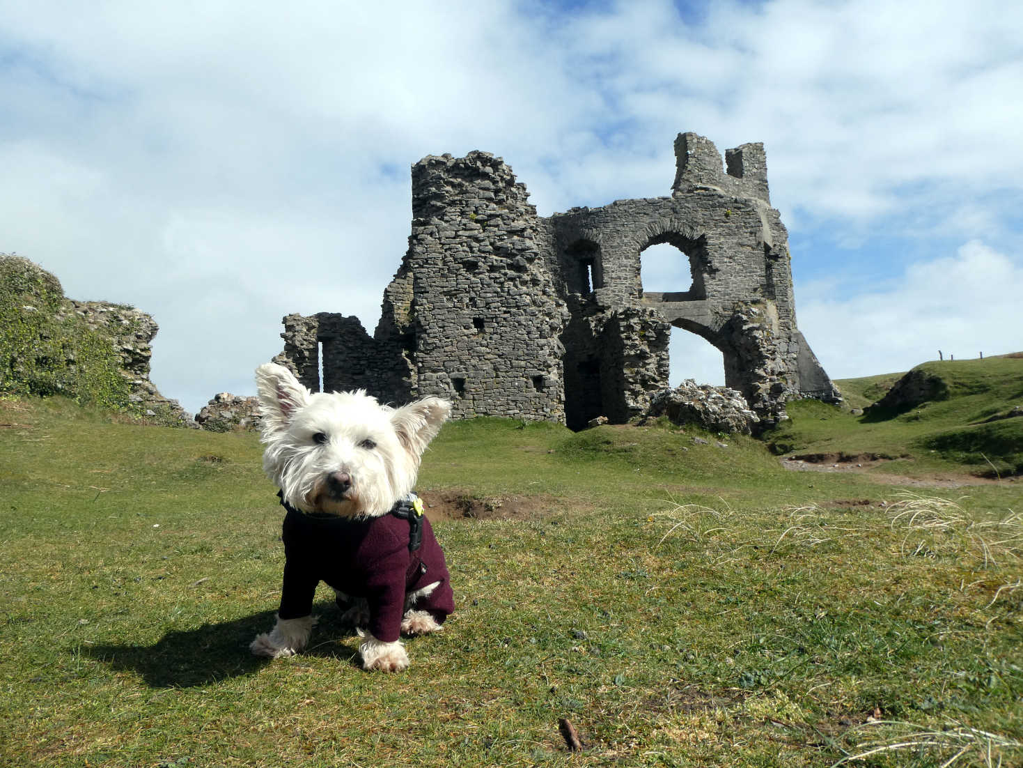 poppy the westie leaves Pennard Castle