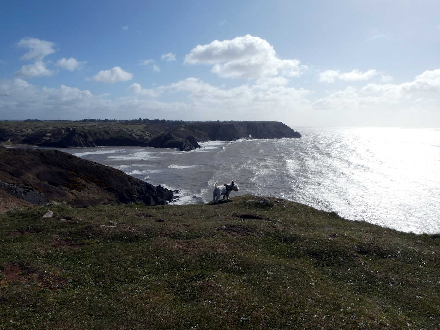 poppy the westie looking back to camp at 3 cliffs