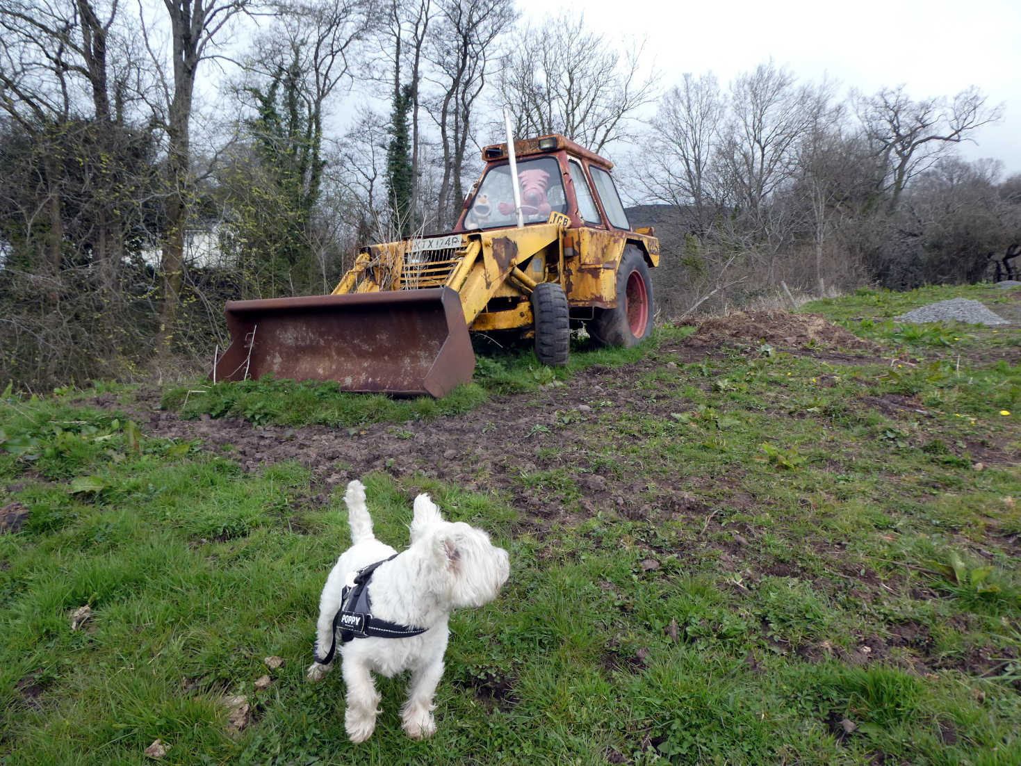 poppy the westie looking for dragons crickhowell