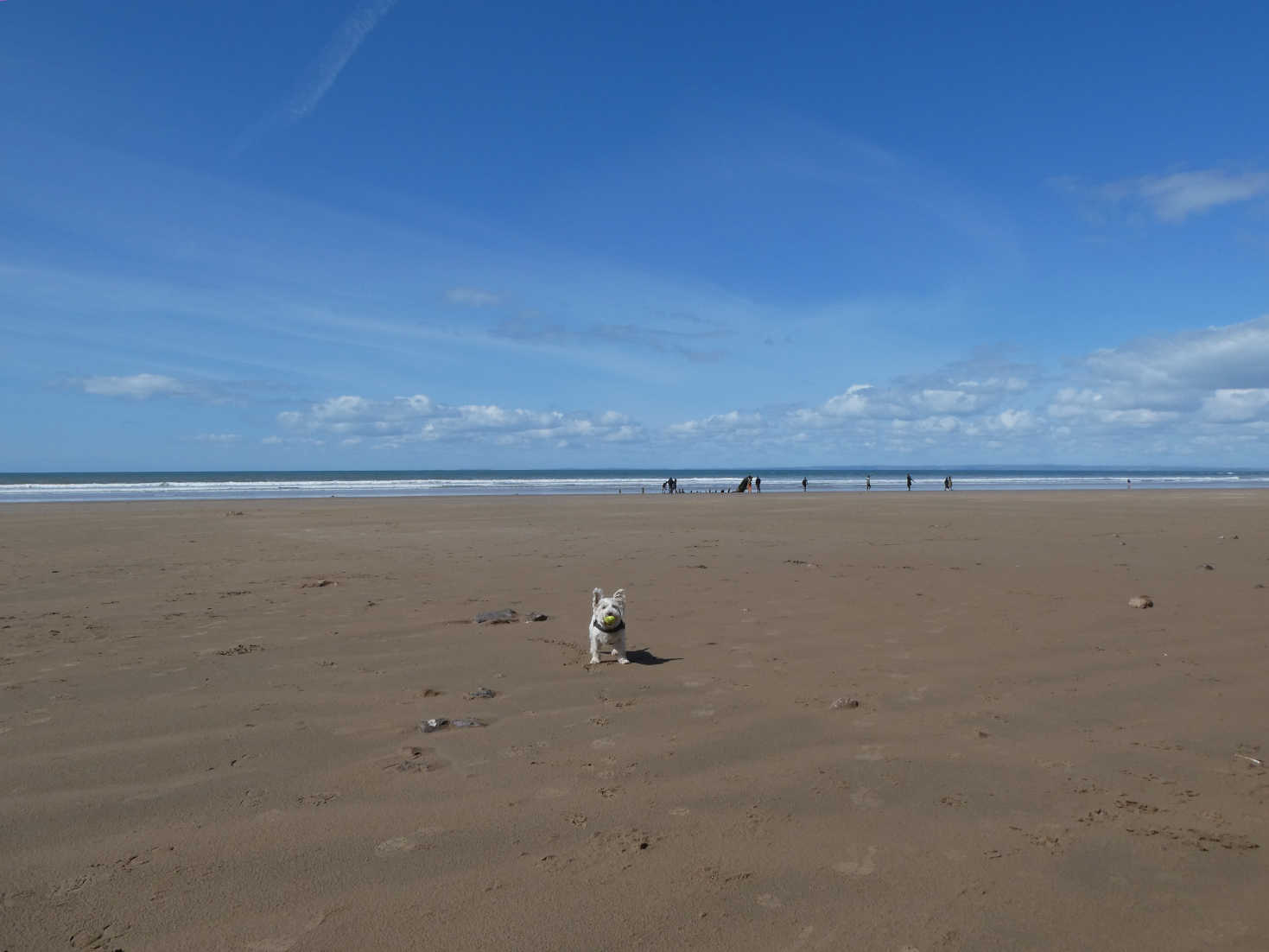 poppy the westie on beach at Rhossili