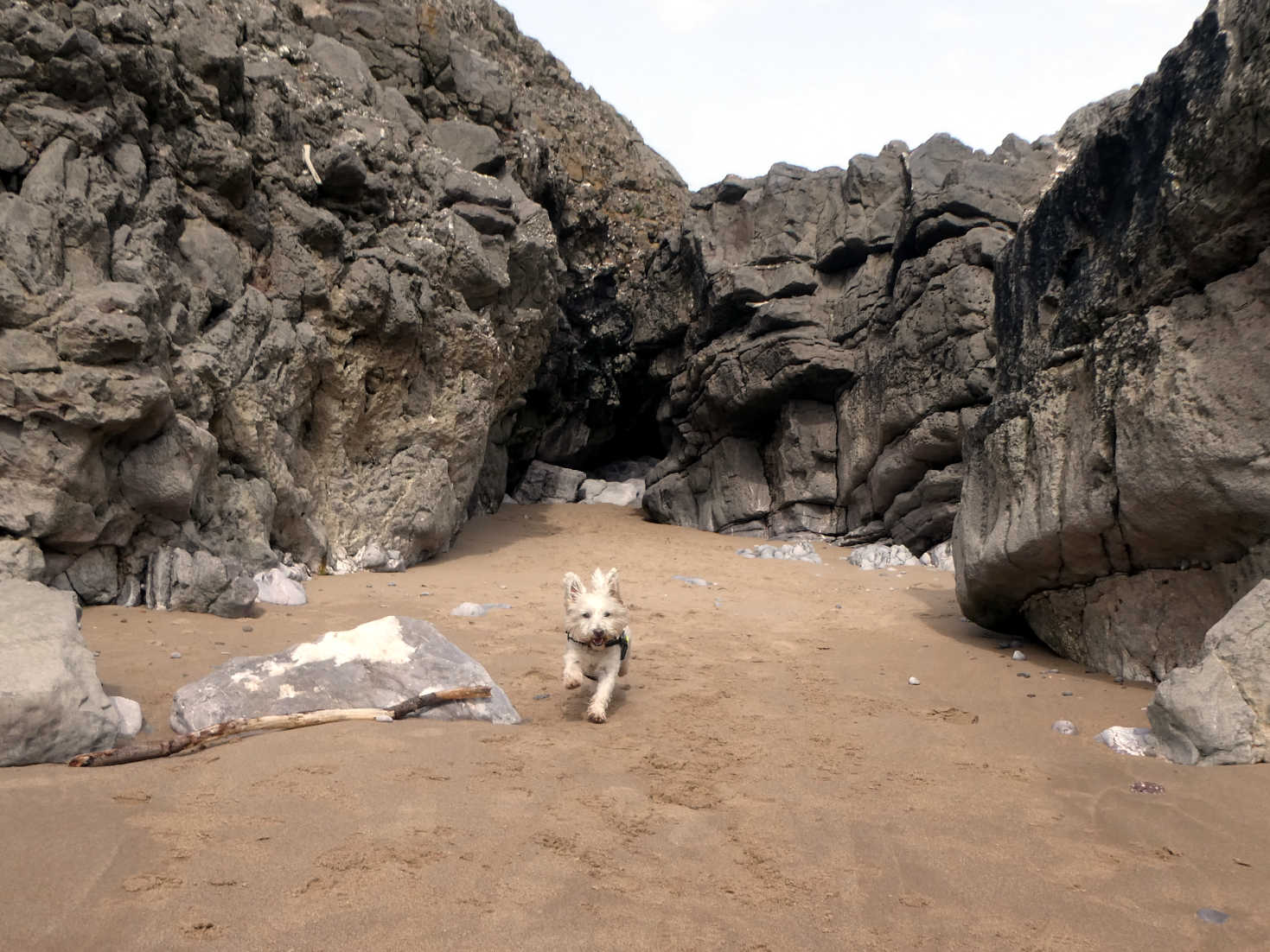 poppy the westie on beach at pitton