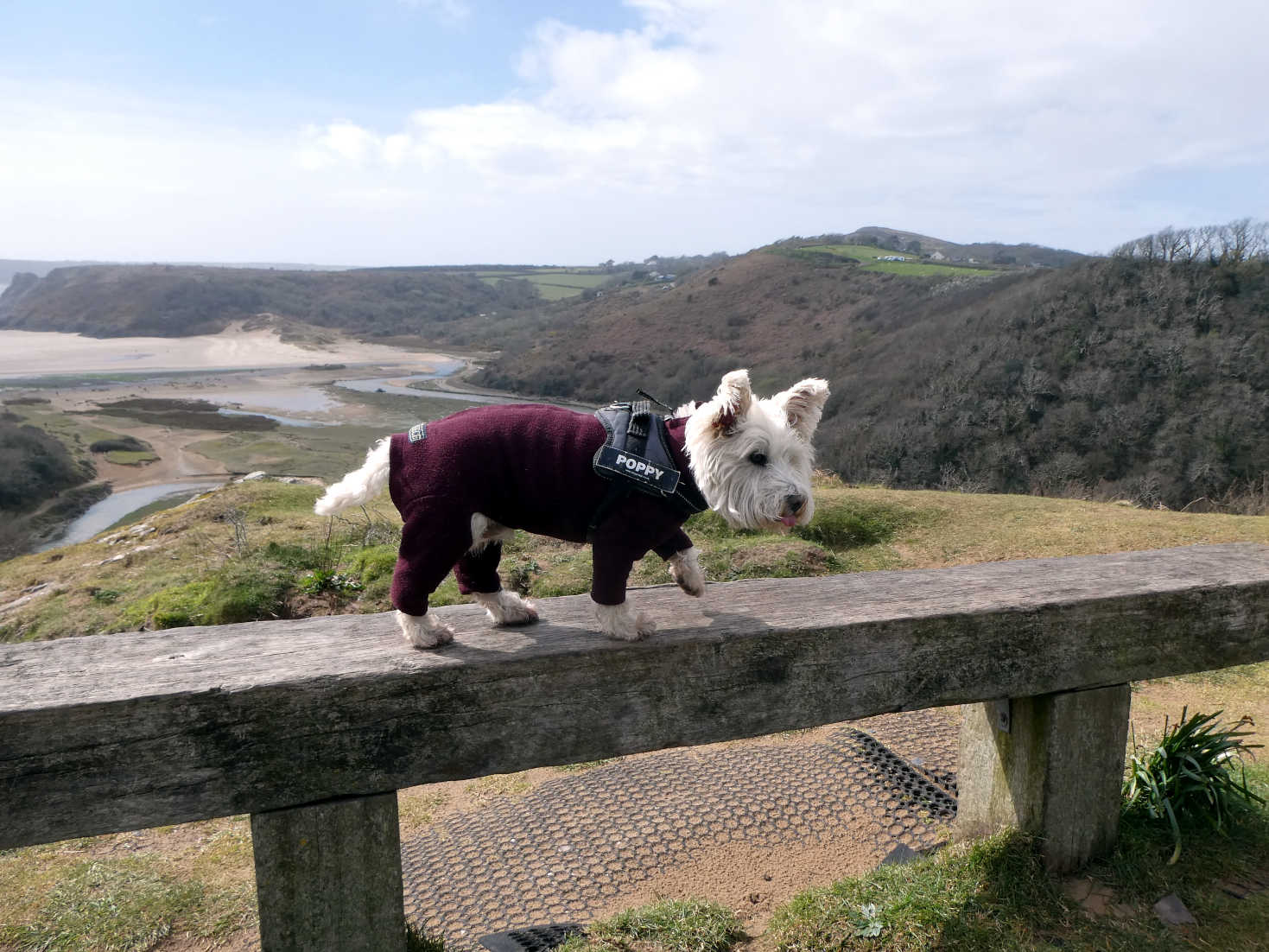 poppy the westie on bench above three cliffs