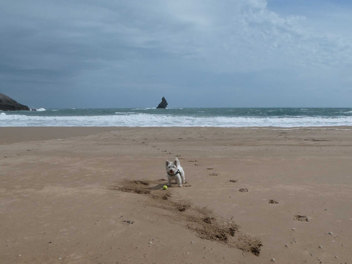 poppy the westie on broadhaven beach