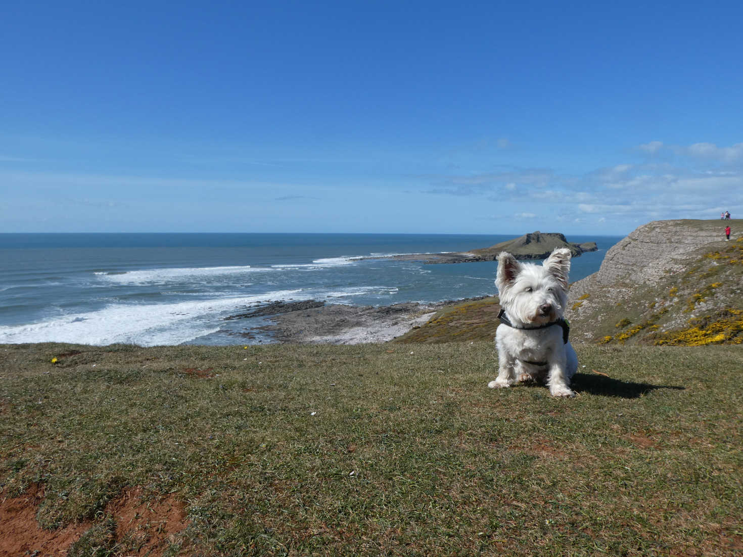 poppy the westie on cliff above worm island