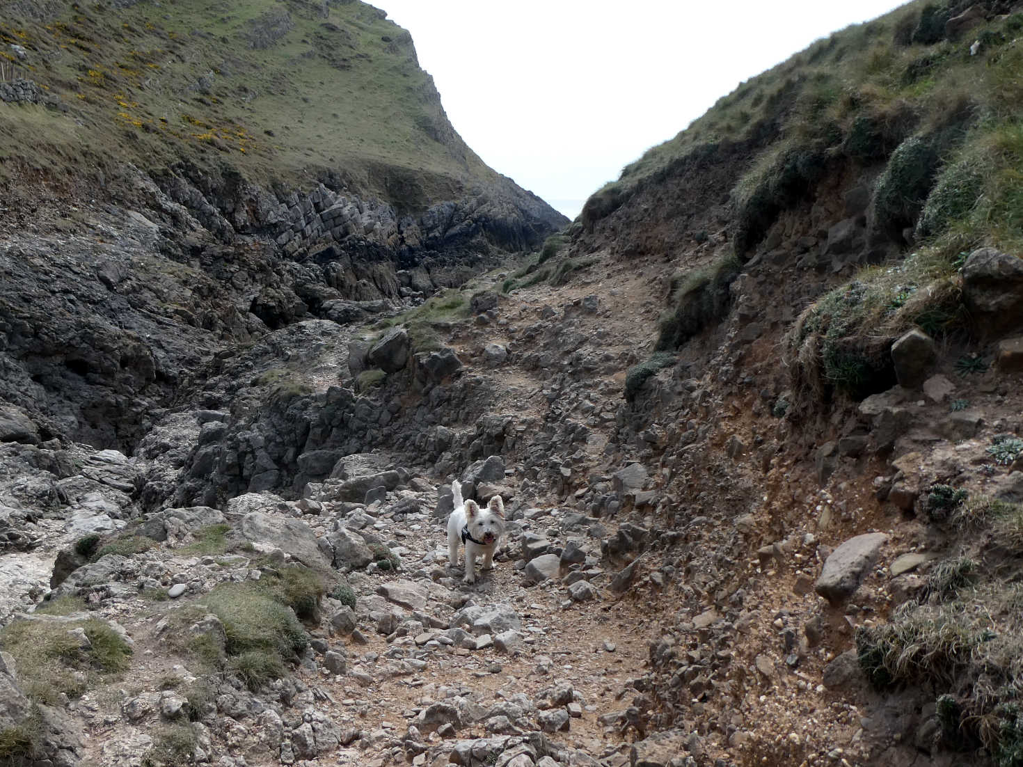 poppy the westie on cliff at pitton