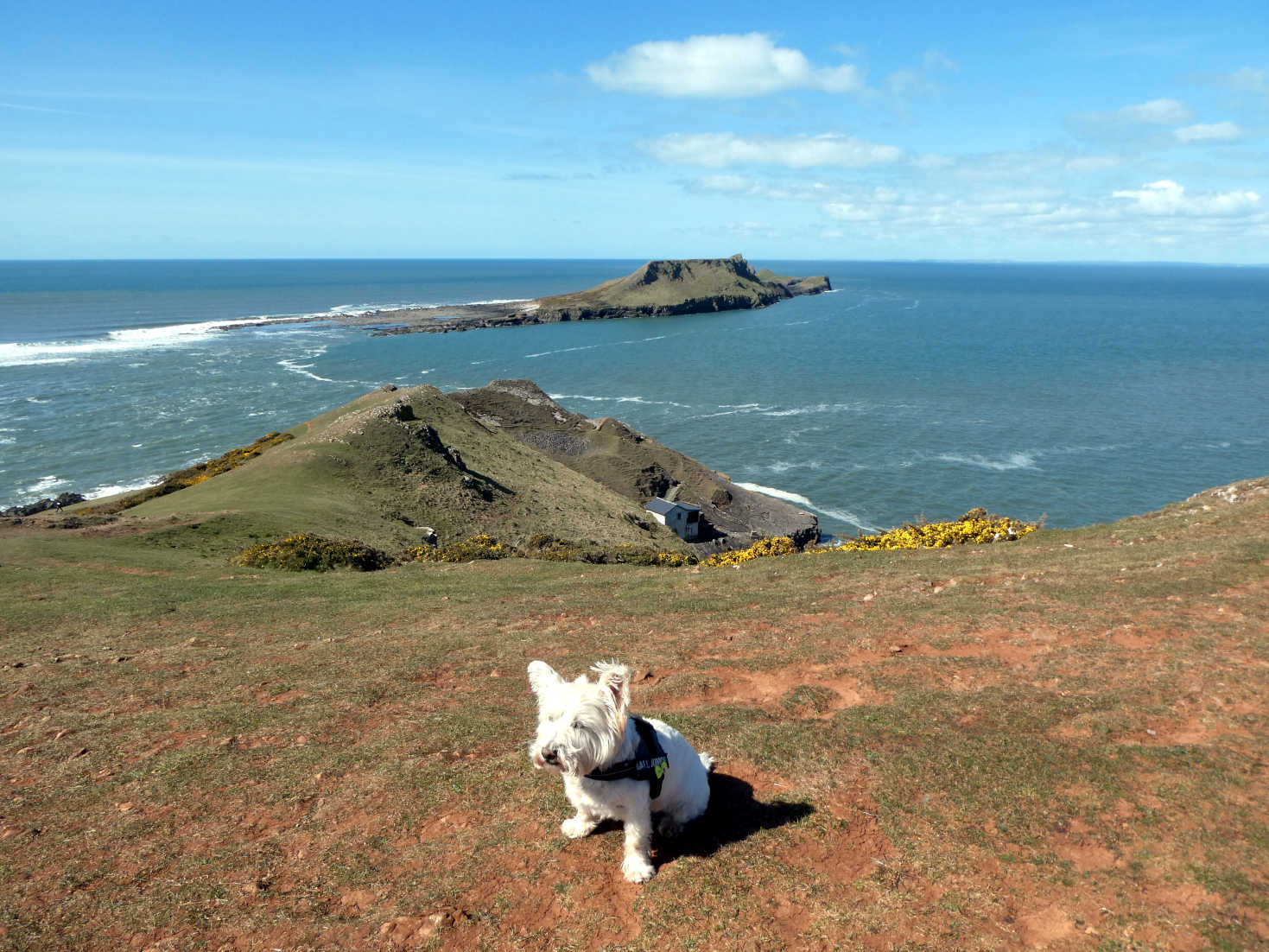 poppy the westie on cliffs above worms head