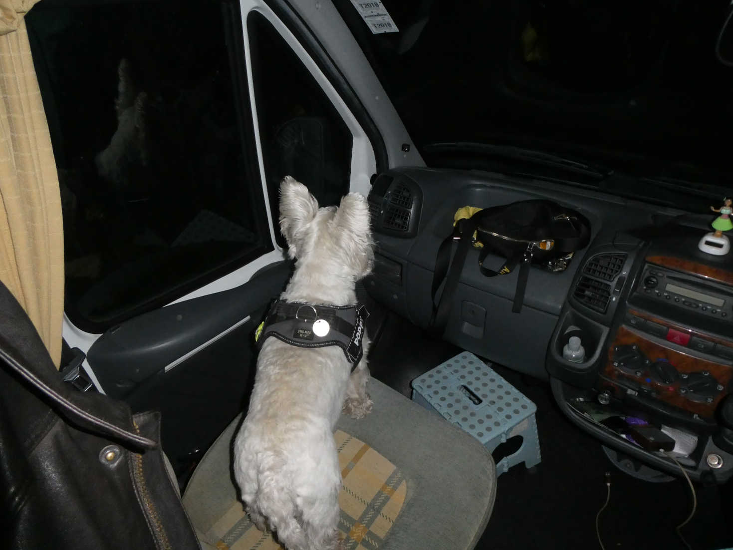 poppy the westie on guard at Hay On Wye