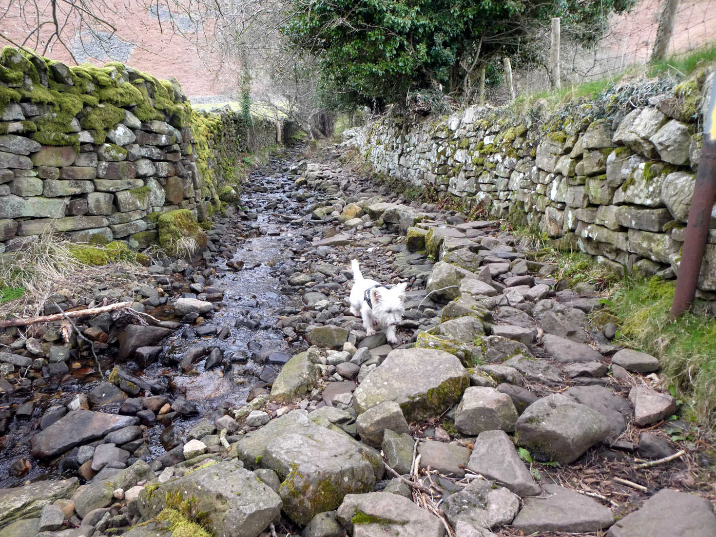 poppy the westie on path to table mountain