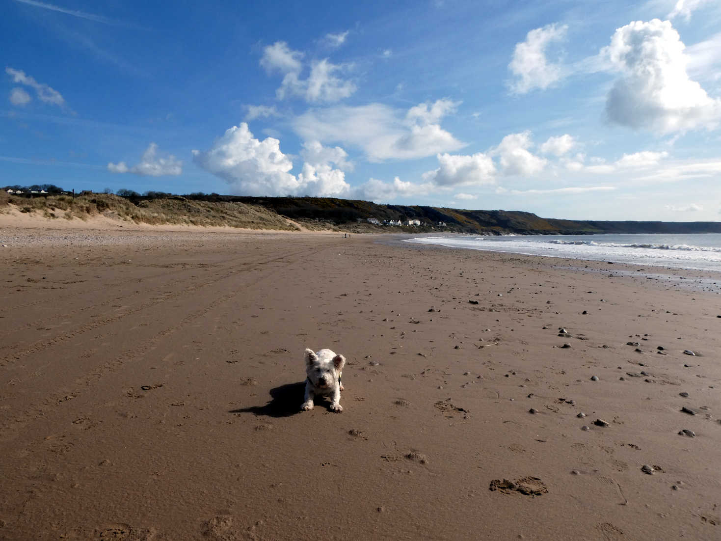 poppy the westie on port eynon beach