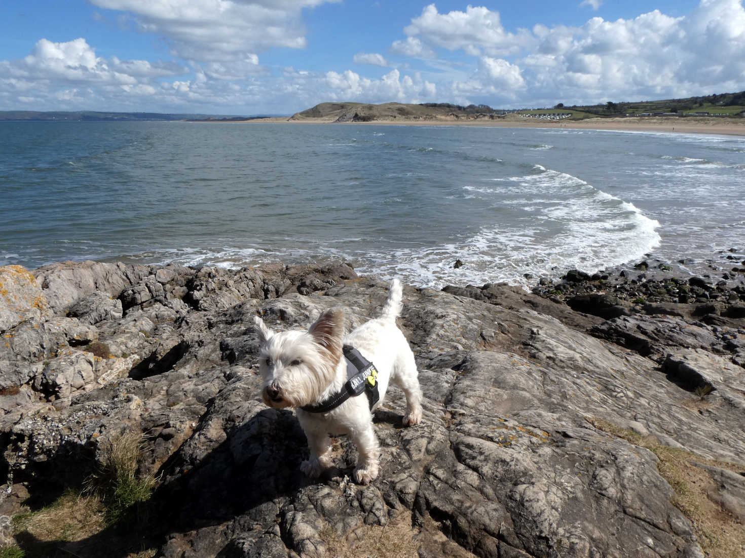 poppy the westie on rocks at broughton bay