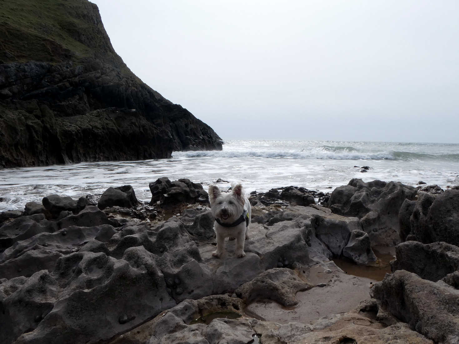 poppy the westie on rocks at pitton