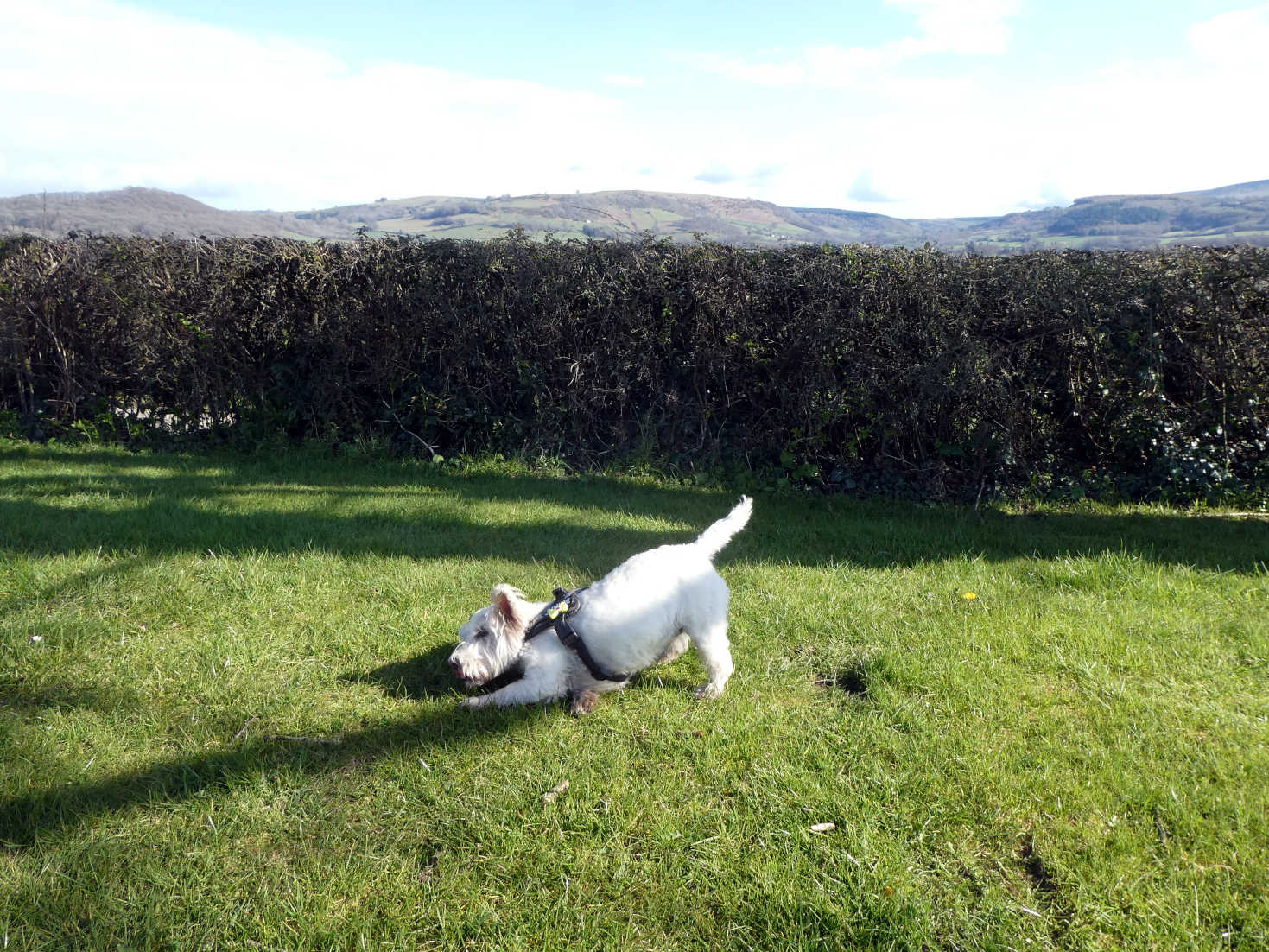 poppy the westie on the grass at hay camp site