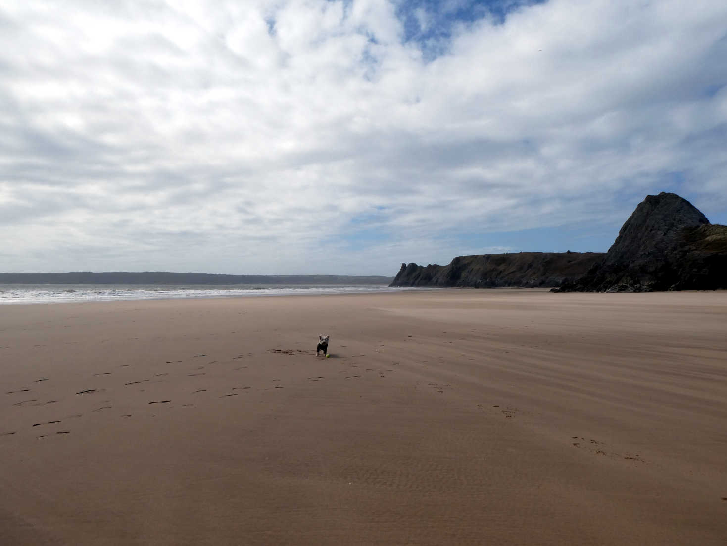 poppy the westie on three cliffs bay beach