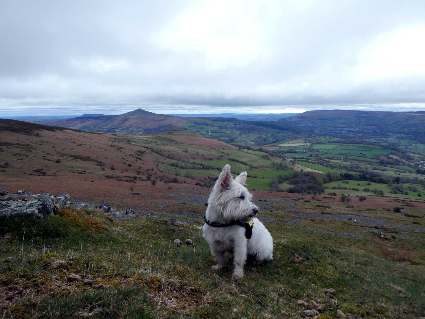 poppy the westie on top of table mountain wales