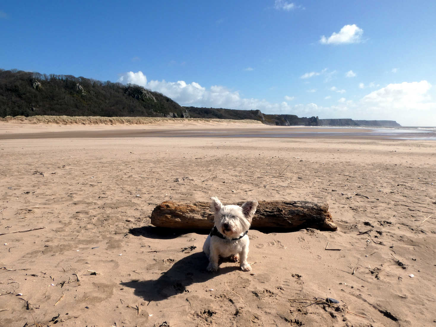 poppy the westie out of the wind at Oxwich