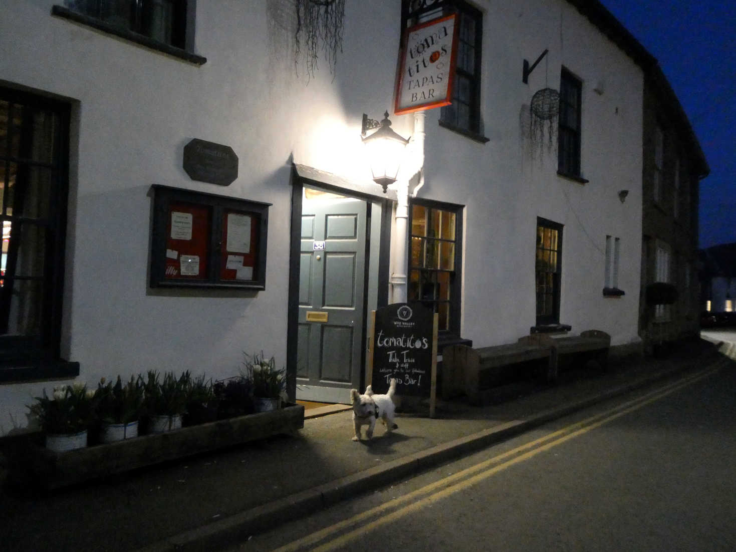 poppy the westie outside tomatitos