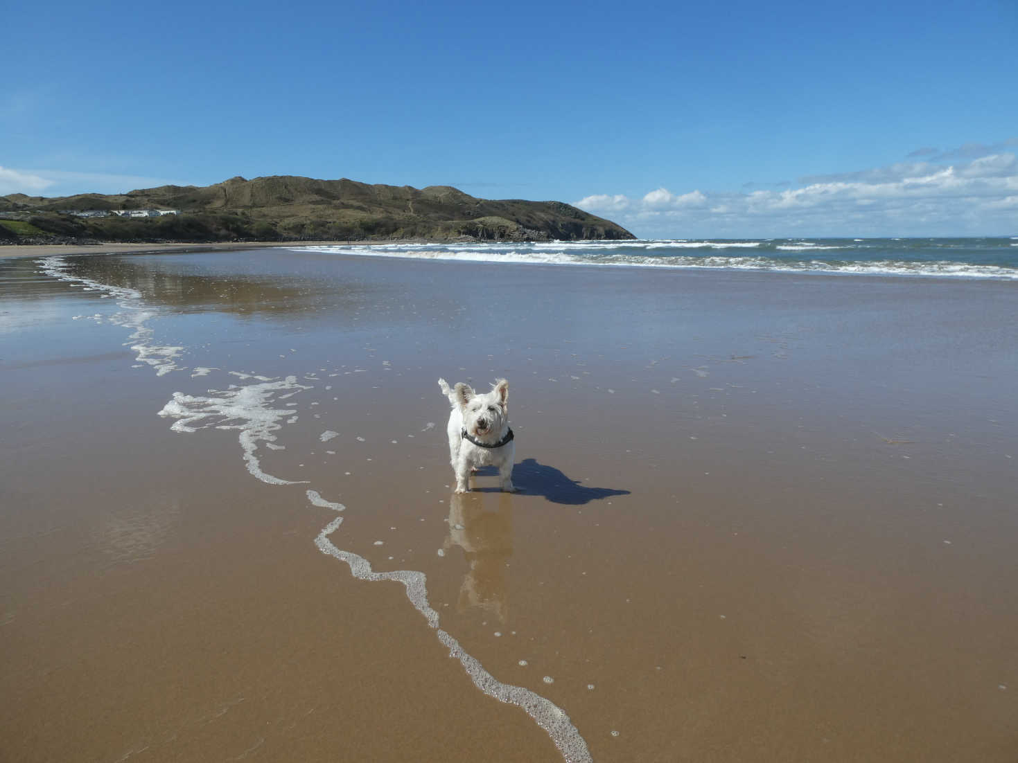 poppy the westie paddling in broughton beach