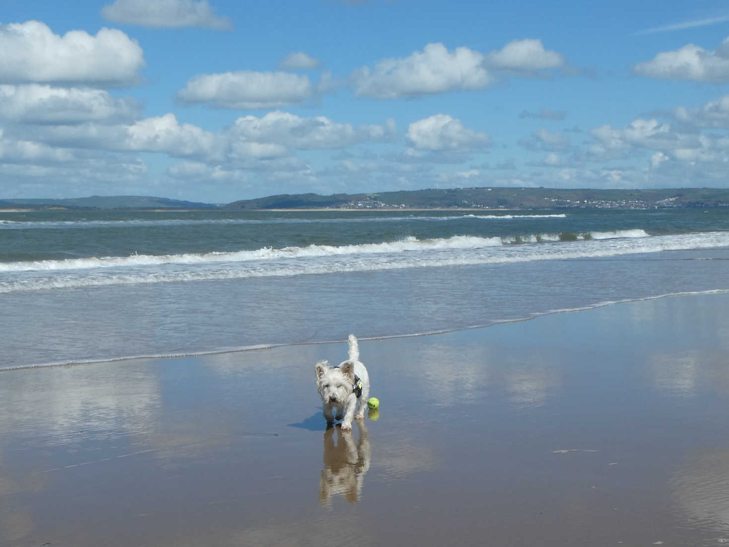 poppy the westie playing ball at broughton beach
