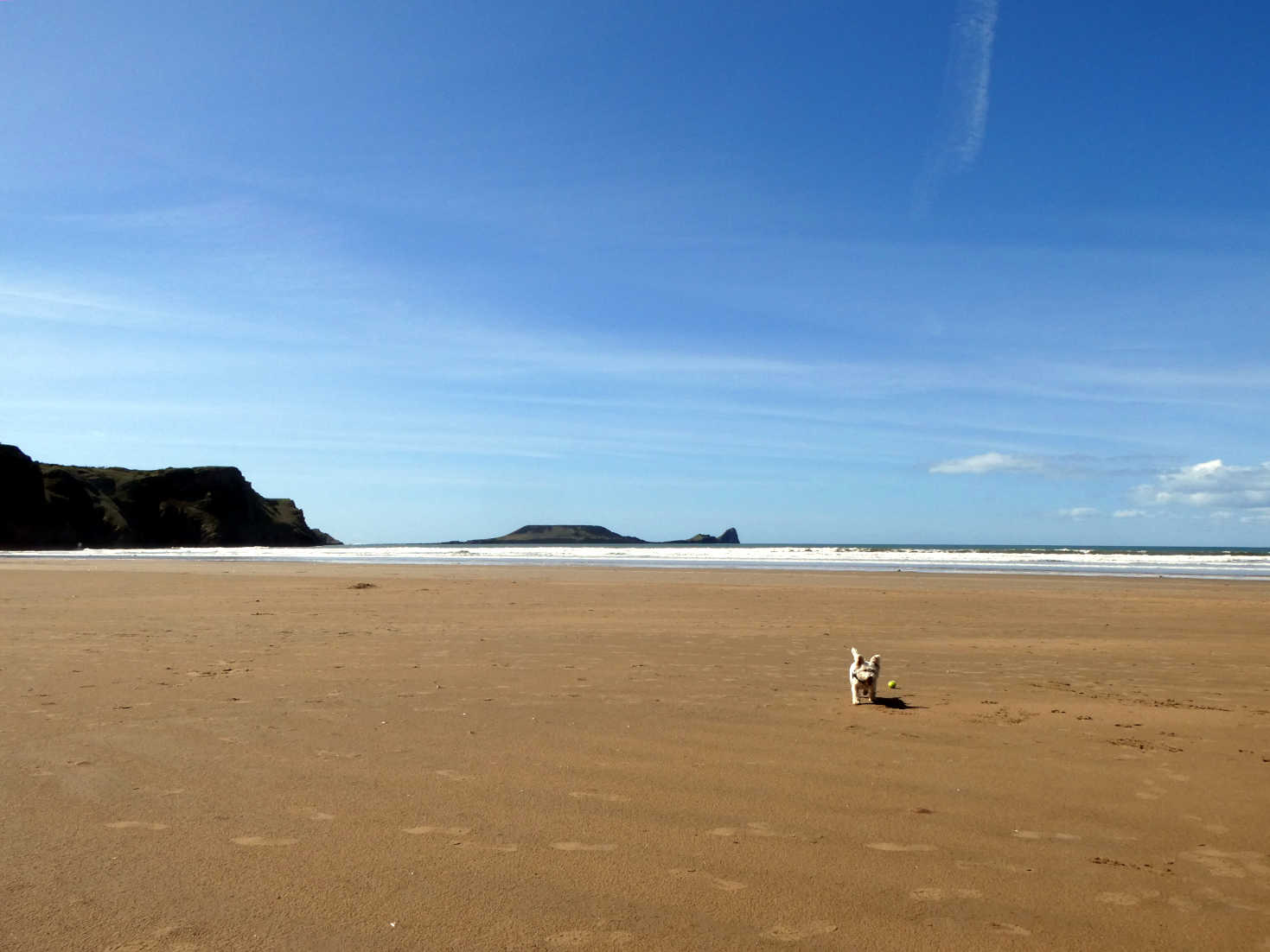 poppy the westie playing ball in shaddow of worms head