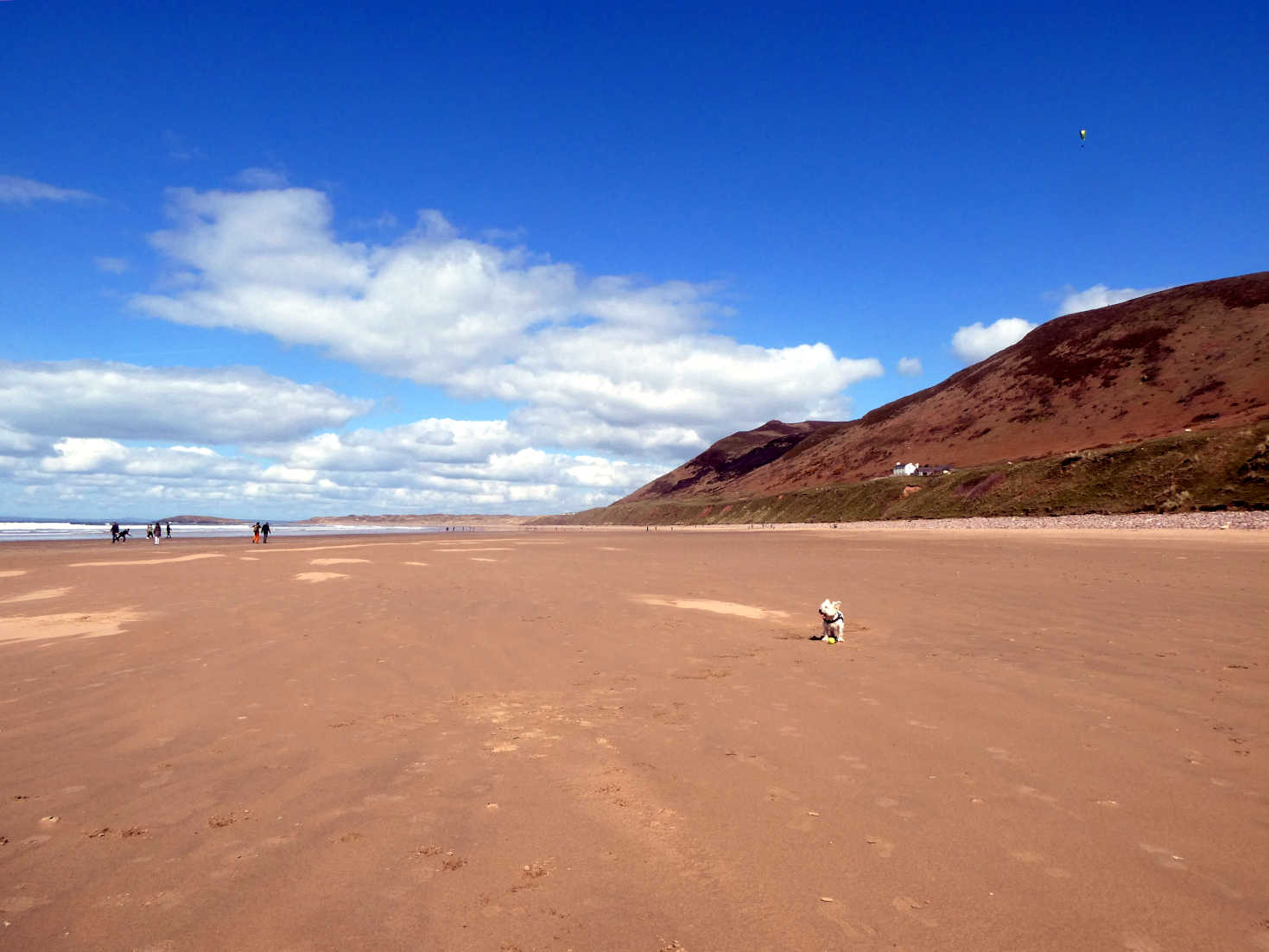 poppy the westie playing ball on Rhossili beach