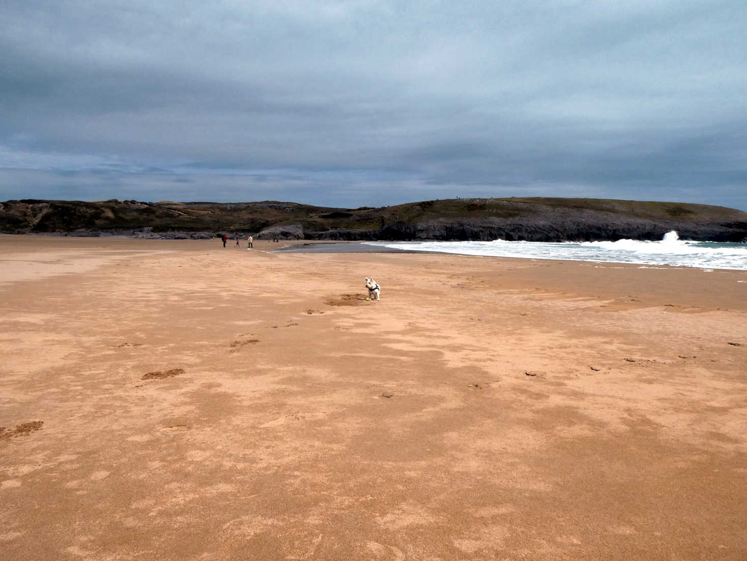 poppy the westie playing ball on broadhaven beach