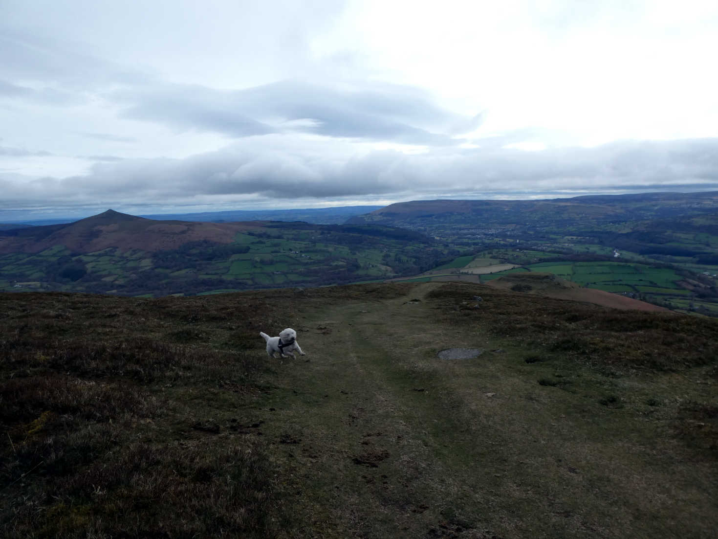 poppy the westie playing on table mountain wales