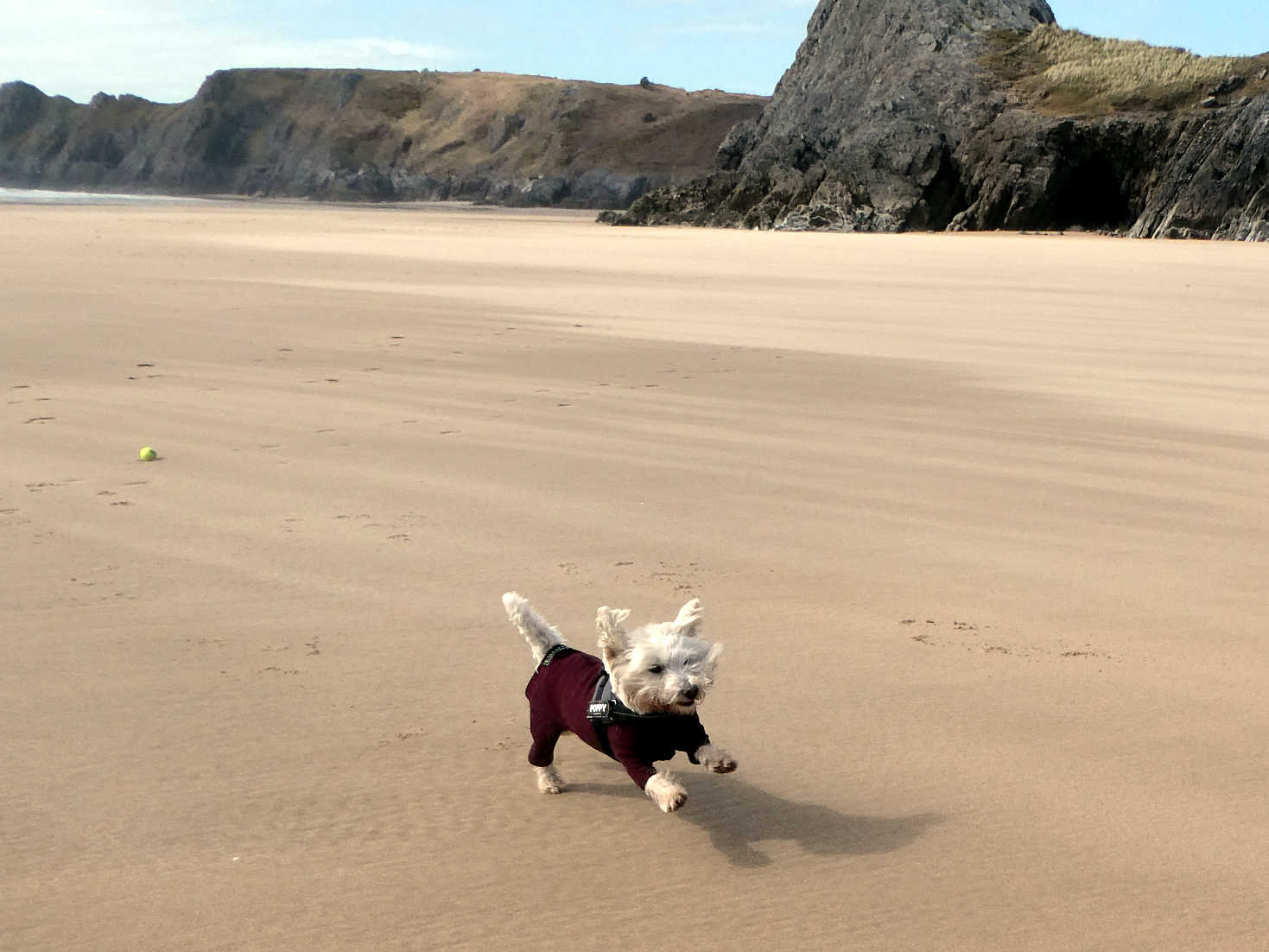 poppy the westie plying ball at three cliffs