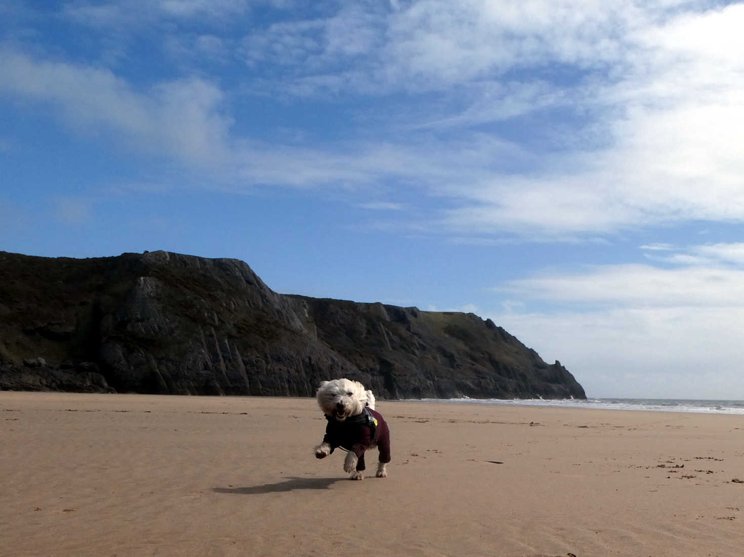 poppy the westie plying on pobbles beach