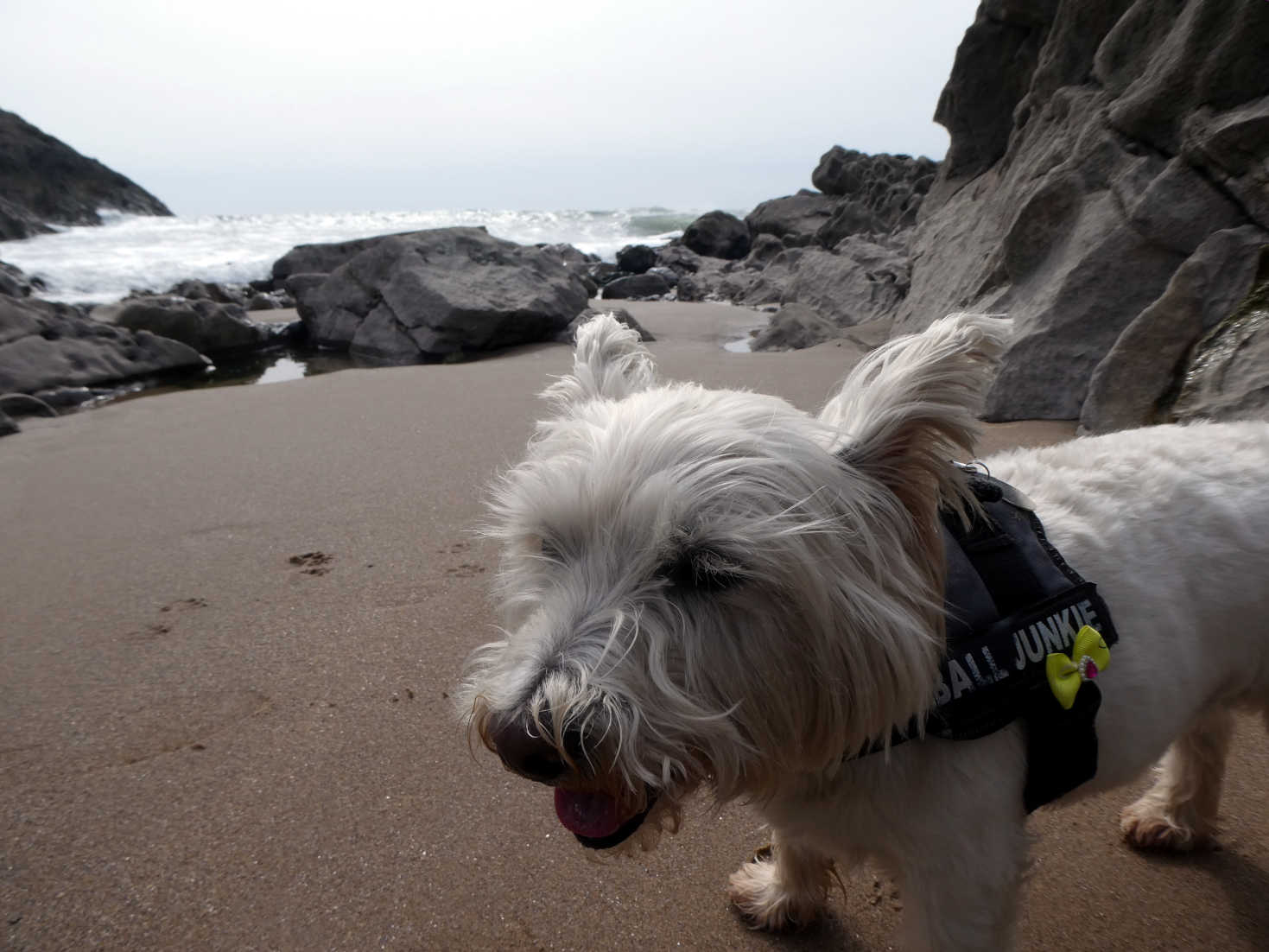 poppy the westie ready to go back to pitton