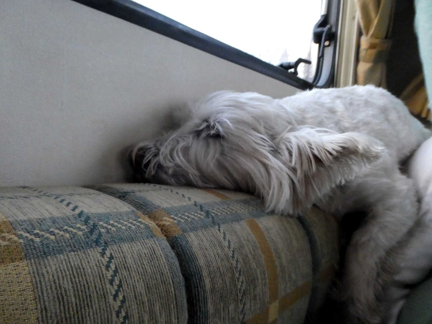 poppy the westie resting at crickhowell