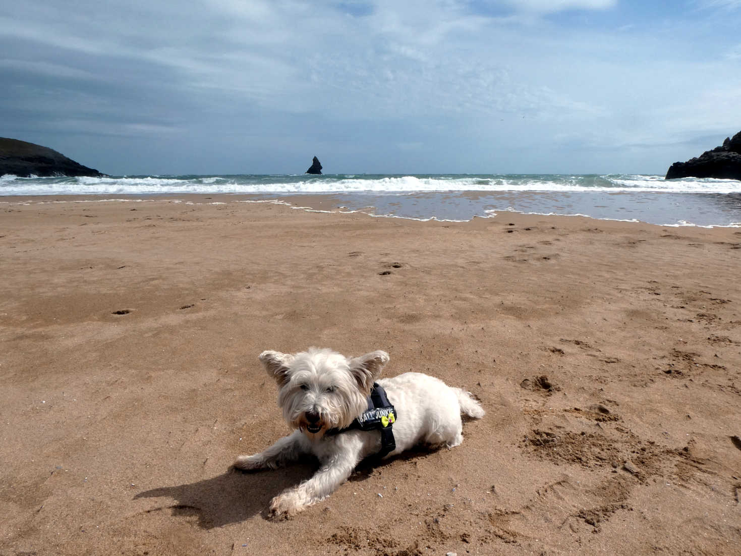 poppy the westie resting on broadhaven beach