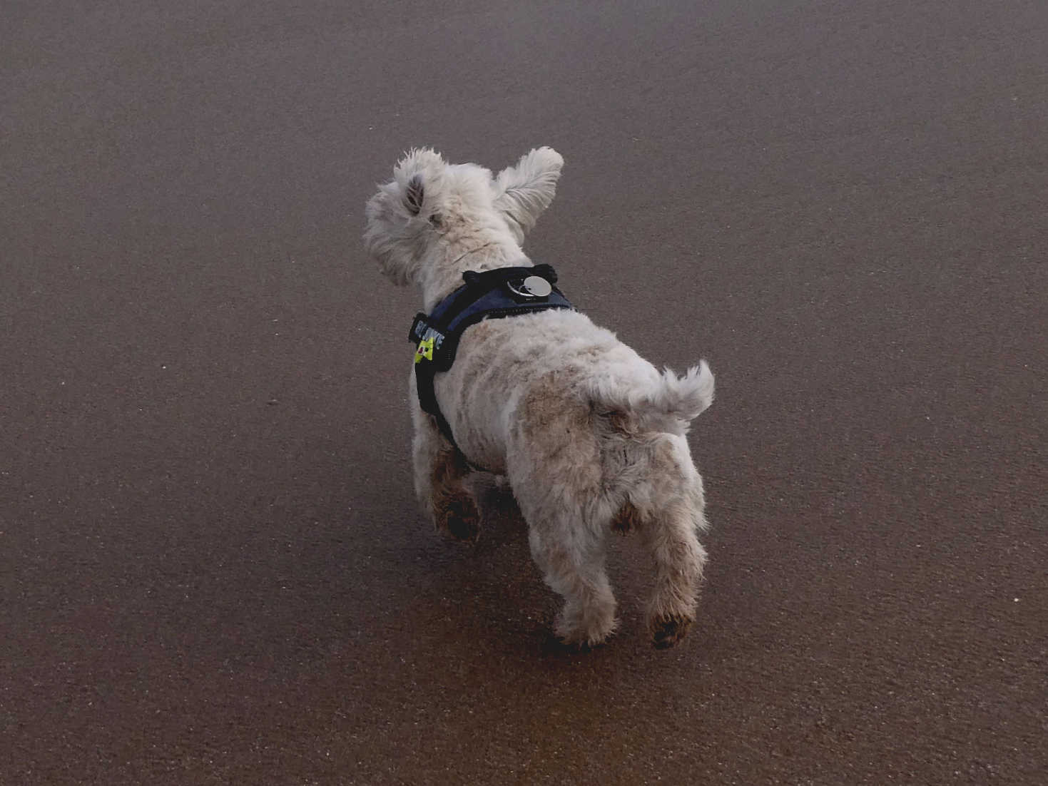 poppy the westie sand blasted