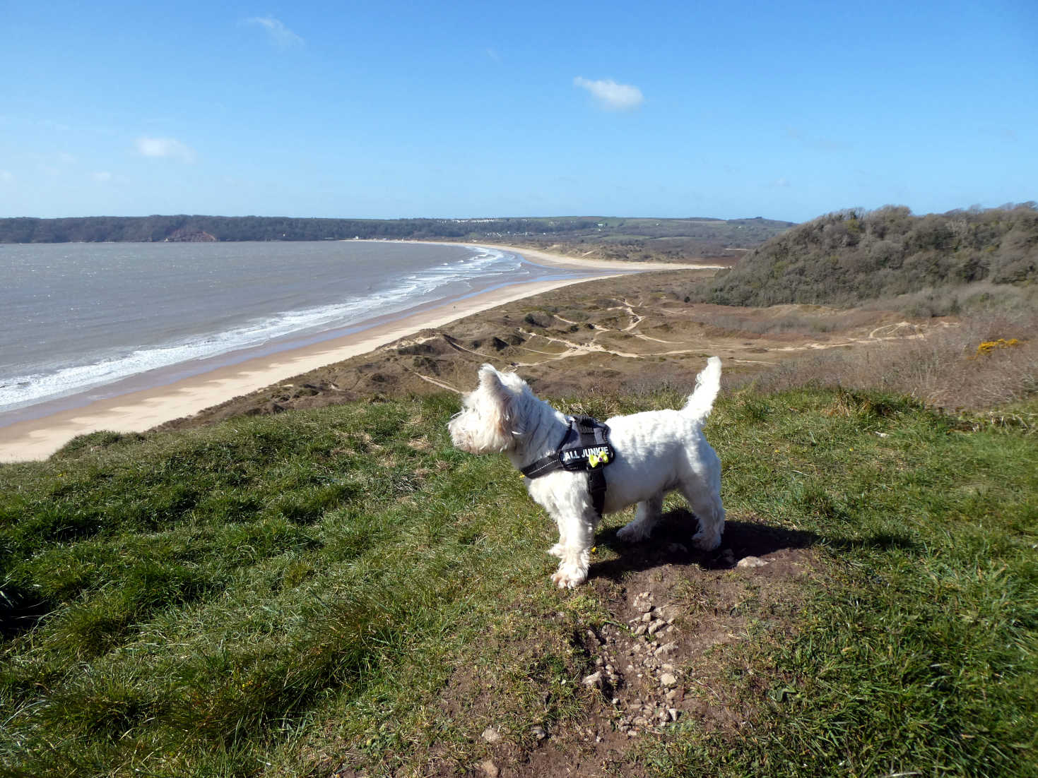 poppy the westie sees Oxwich beach