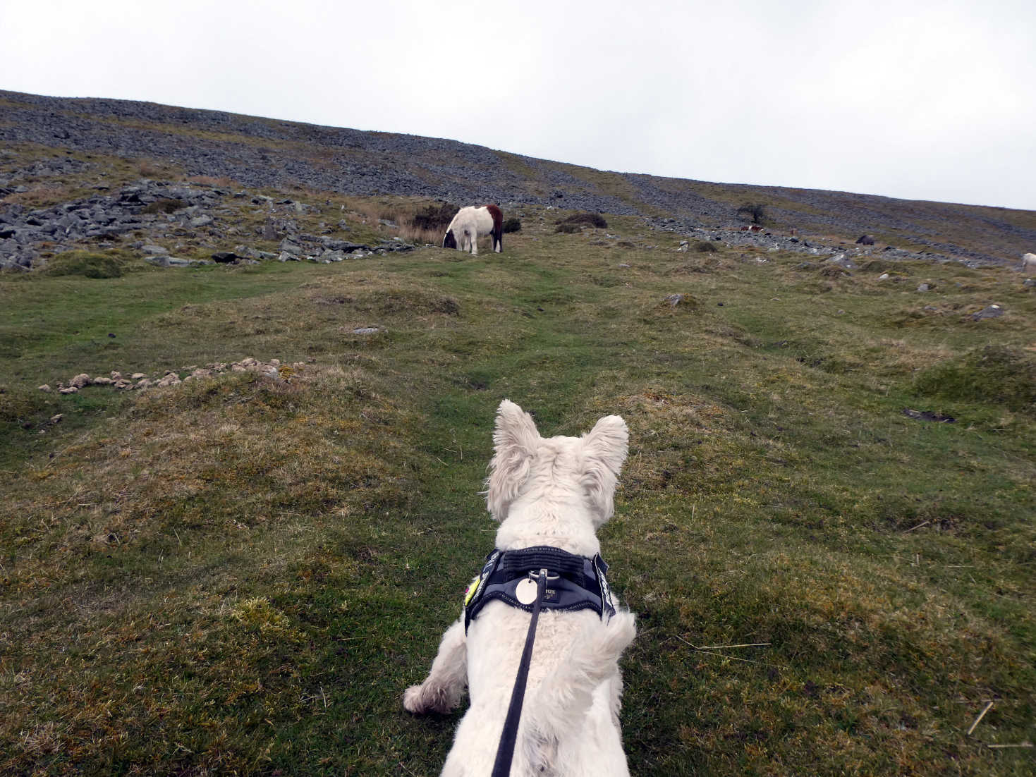 poppy the westie sees a wild horse table mountain