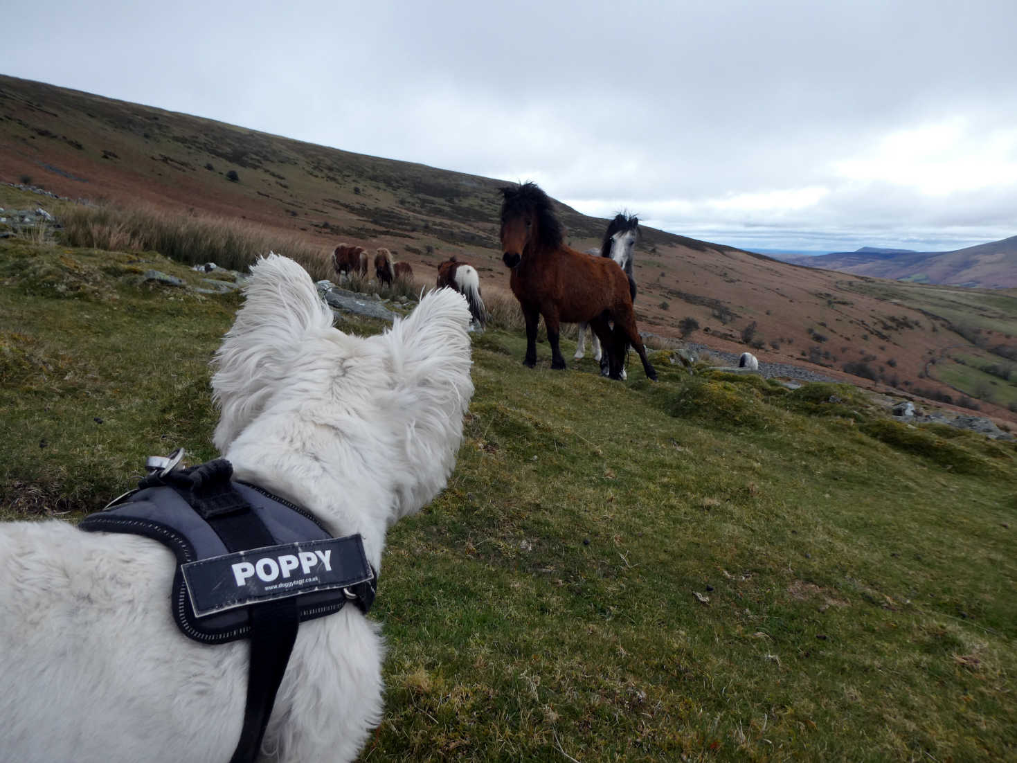 poppy the westie squares up to horse table mountain