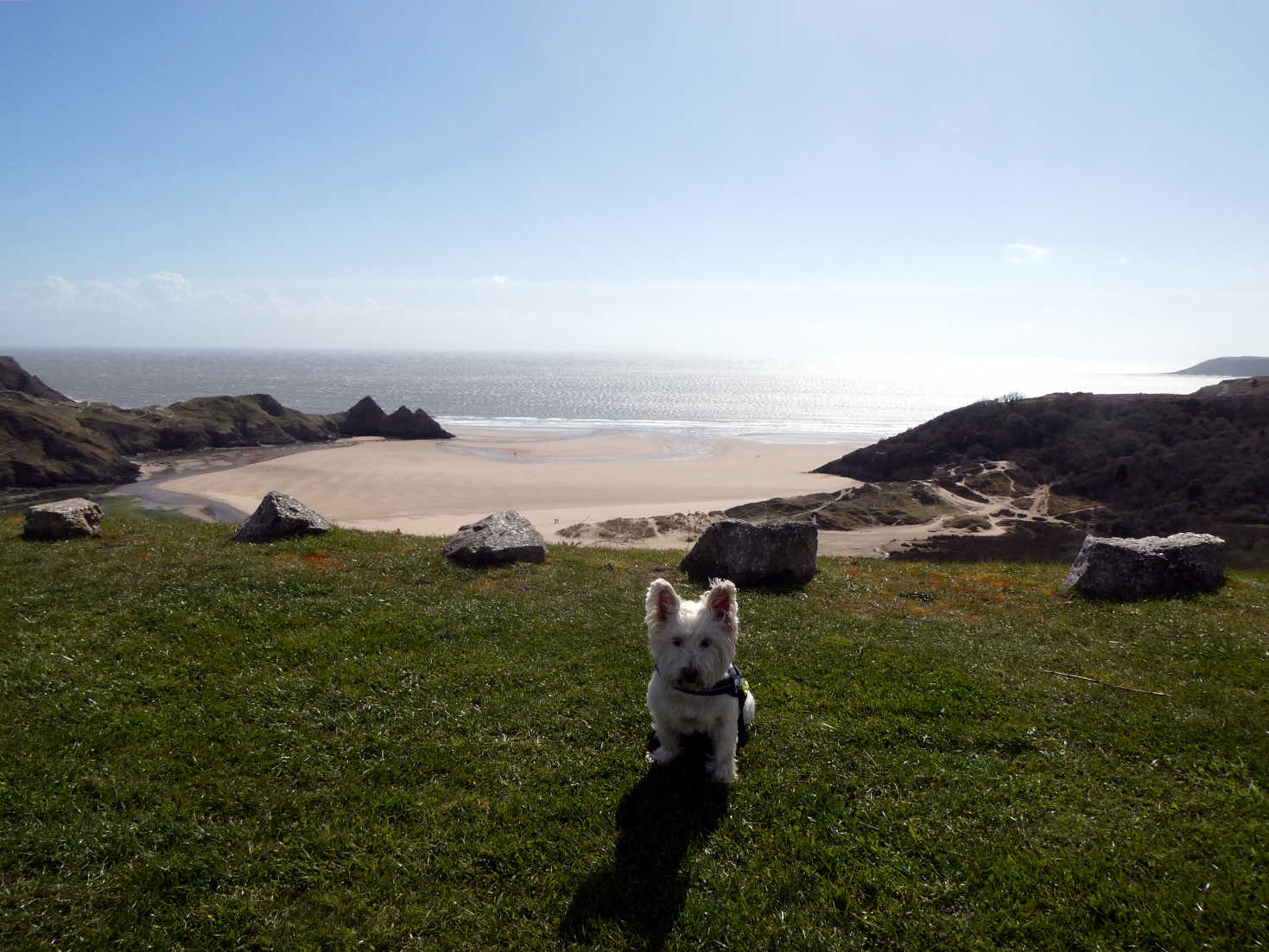 poppy the westie susses out route to oxwich
