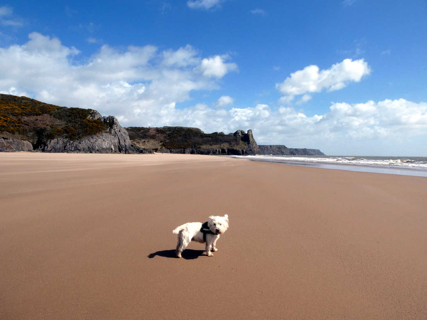 poppy the westie wants off Oxwich beach