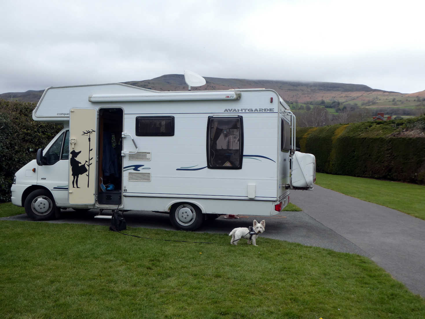 poppy the westie with betsy at crickhowell