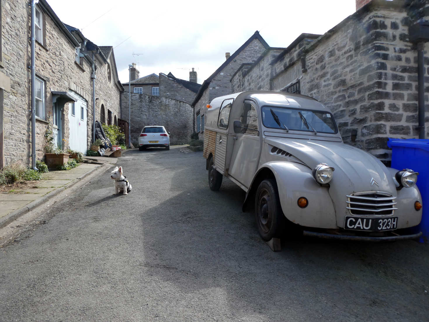 poppy the westie with citroen in Hay On Wye