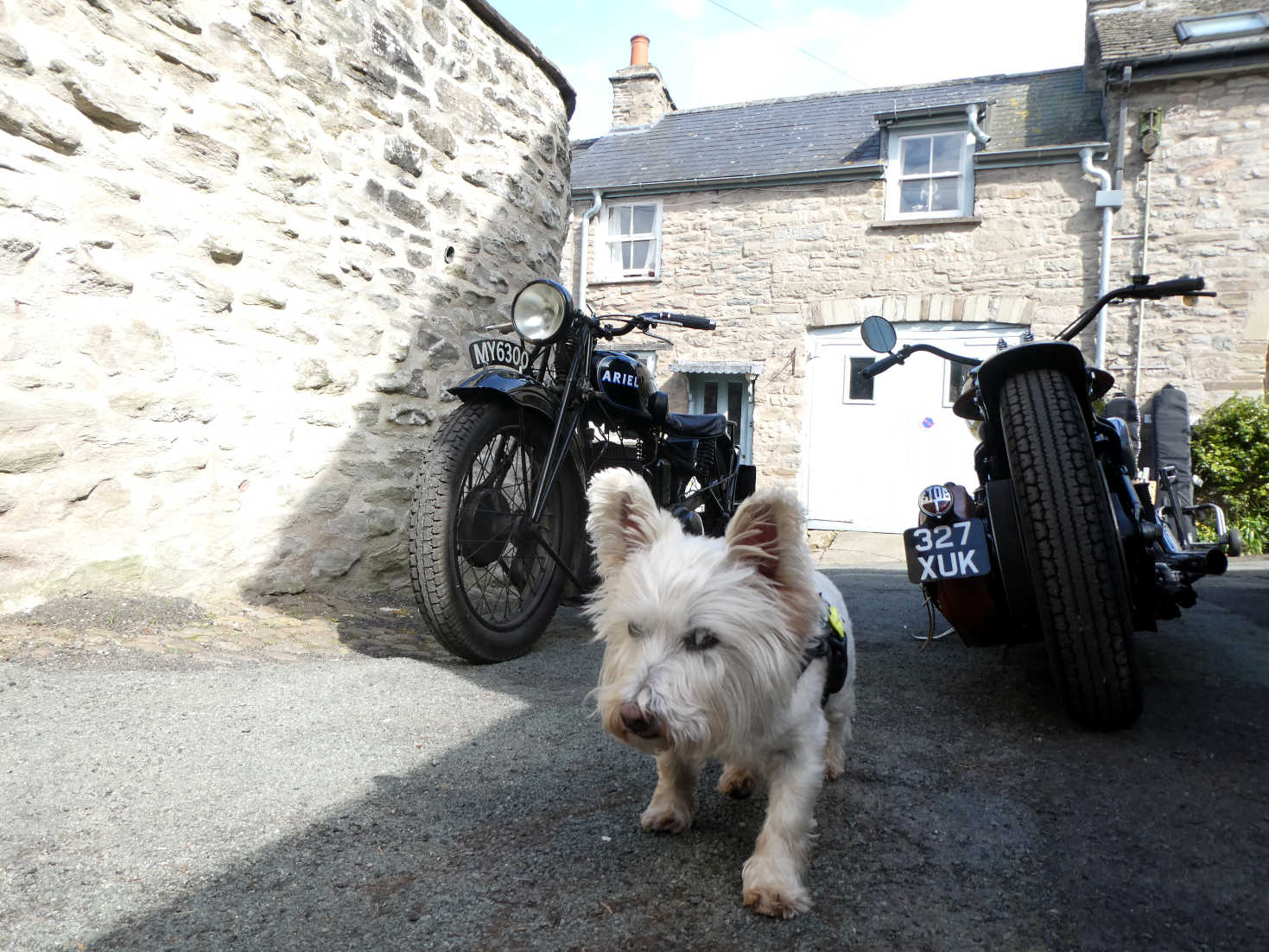 poppy the wetie finds old bikes