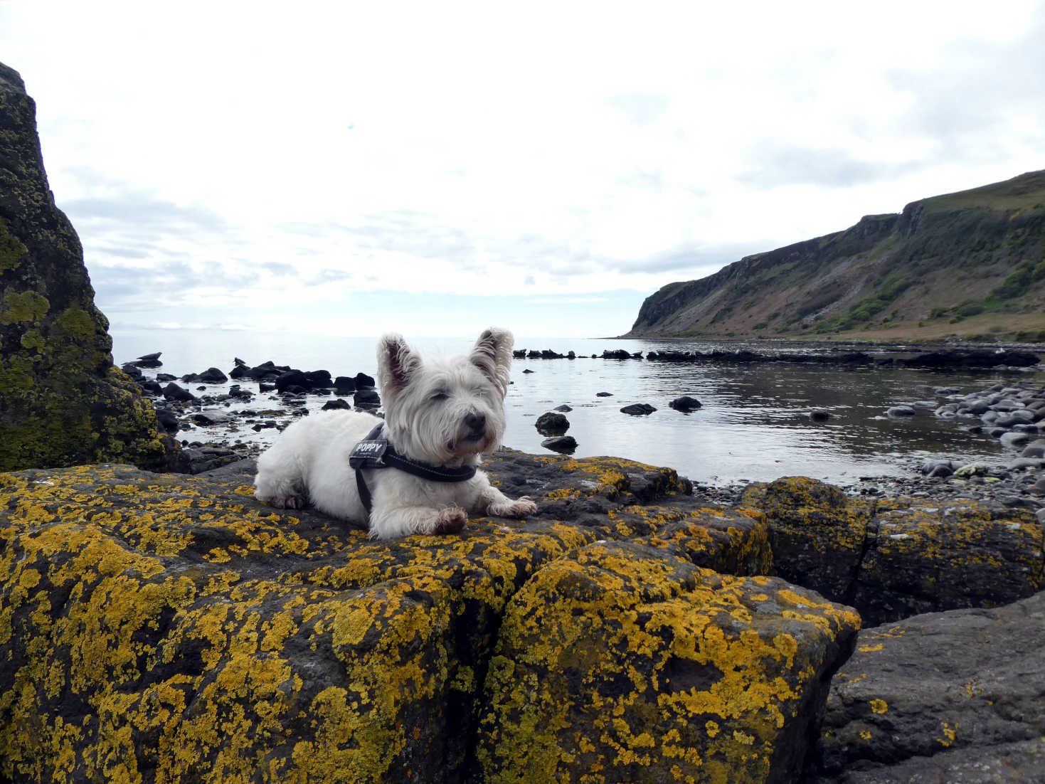 Poppy the Westie and sealmonsters down from Levencorroch Arran