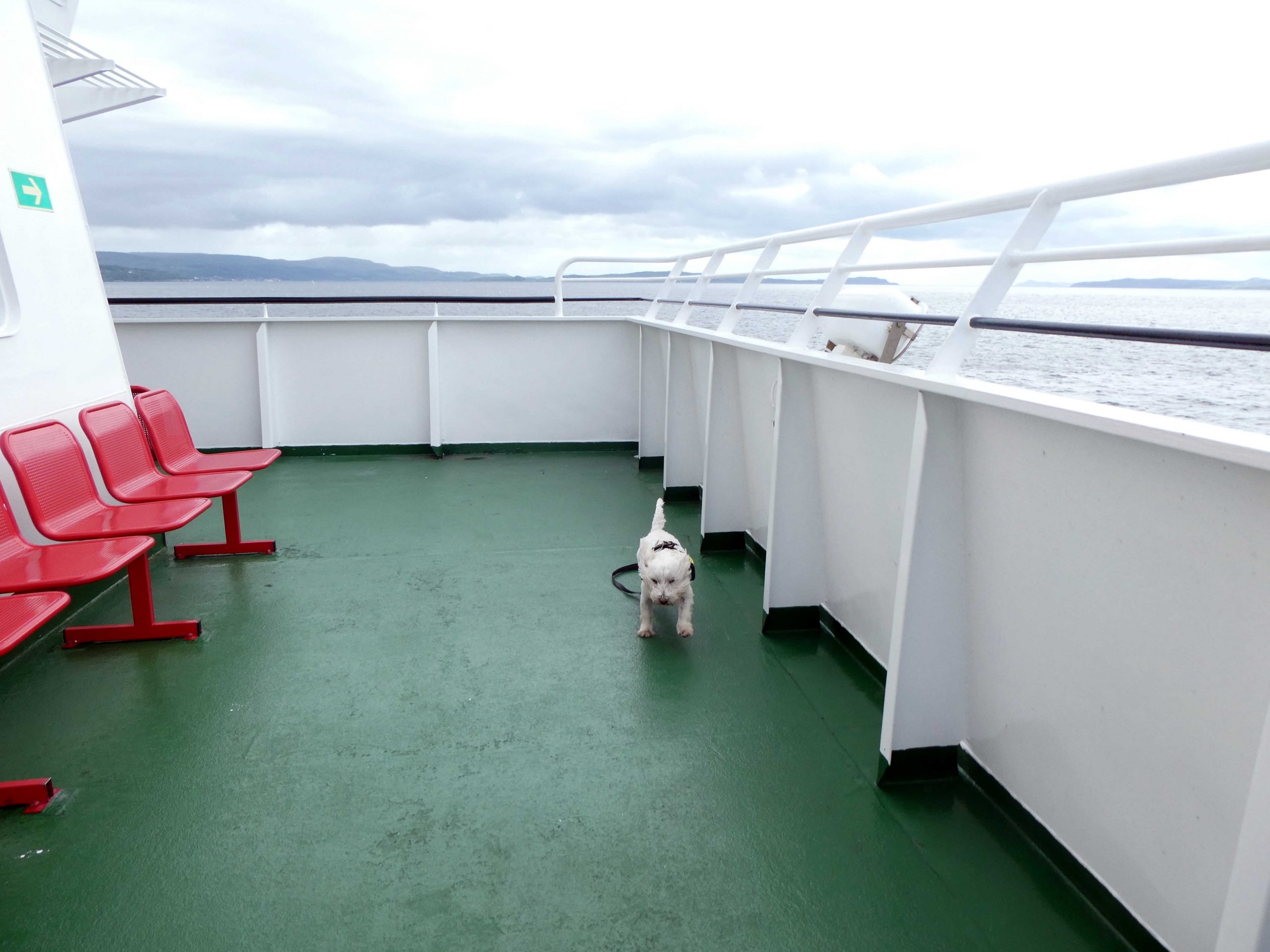 Poppy the Westie braves the wind on the MV Bute