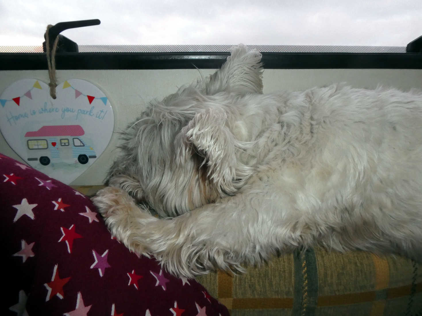 Poppy the Westie has a nap in betsy at seal shore camp site