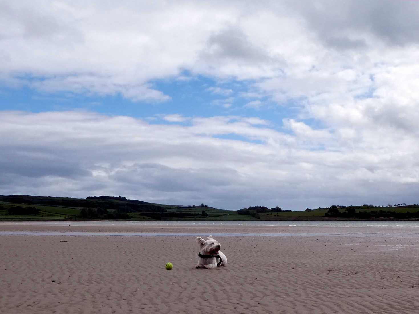 Poppy the Westie has a wee rest on Ettrick Bay Beach