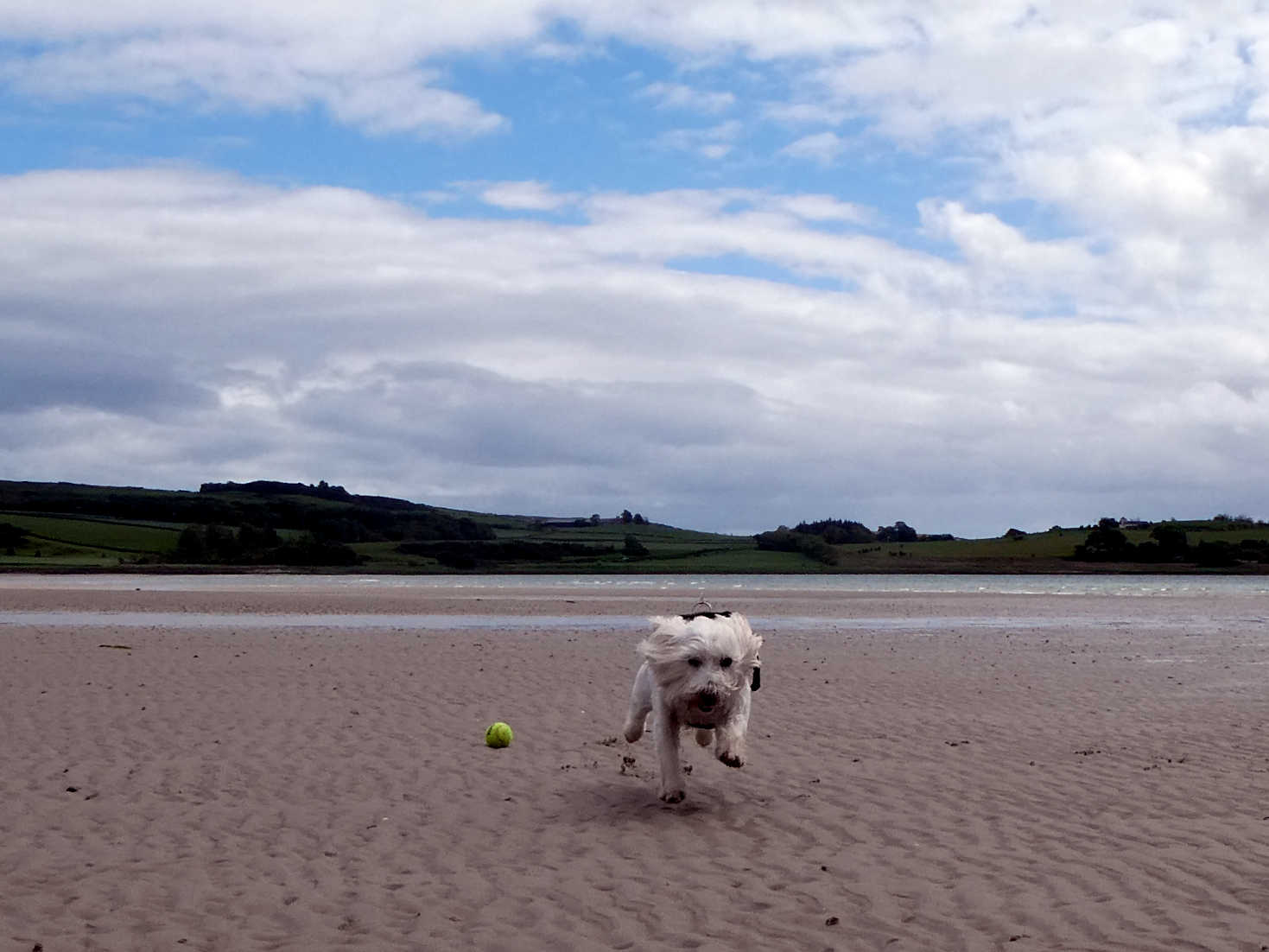 Poppy the Westie in mid flight at Ettrick Bay